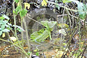 Green basilisk Basiliscus plumiforms or Jesus Christ lizard.