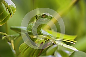 Green Basilisk - Basiliscus plumifrons