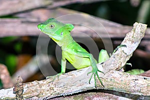 Green basilisk Basiliscus plumifrons