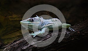 Green basilisk or Basiliscus plumifrons