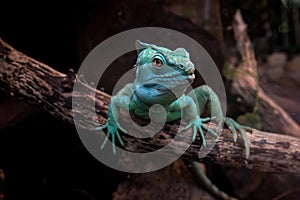 Green basilisk or Basiliscus plumifrons