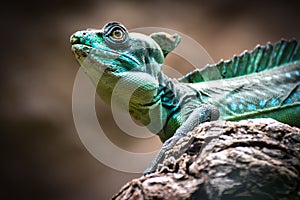 Green basilisk (Basiliscus plumifrons)