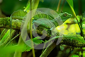 Green Basilisk - Basiliscus plumifrons also called the green basilisk, the double crested basilisk, or the Jesus Christ lizard