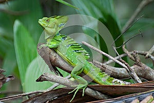 Green Basilisk Basiliscus plumifrons, or Jesus Christ Lizard o