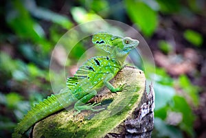 Green Basilisk Basiliscus plumifrons, or Jesus Christ Lizard o