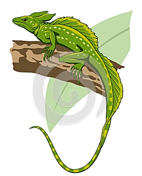 Green Basilisk, Jesus Lizard (Basiliscus plumifrons)