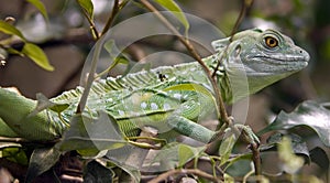 Green basilisk 8