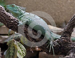 Green basilisk 6