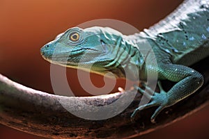 Green Basilisk lizard