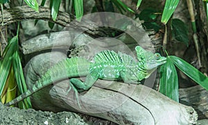Green Basilisk Lizard photo