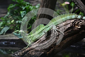 Green basilisk lizard animals zoo reptiles