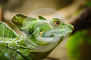 Green basilisk lizard. Close-up view of a green Plumed basilisk Basiliscus plumifrons. Detail of the eye of green reptile.