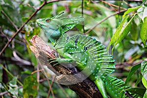 Green Basilisk Lizard, Costa Rica wildlife.