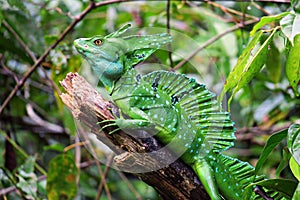 Green Basilisk Lizard, Costa Rica wildlife. photo