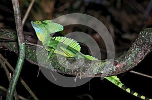 GREEN BASILISK LIZARD OR DOUBLE-CRESTED BASILISK LIZARD basiliscus plumifrons, ADULT STANDING ON BRANCH, COSTA RICA