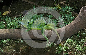 GREEN BASILISK LIZARD OR DOUBLE-CRESTED BASILISK LIZARD basiliscus plumifrons, ADULT STANDING ON BRANCH, COSTA RICA