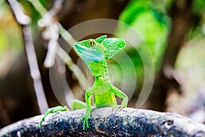 Green Basilisk Lizard photo