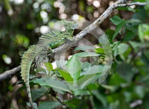 Green Basilisk lizard in the wild