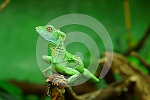 Green basilisk lizard close-up by blurred background photo
