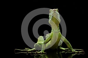 Green basilisks