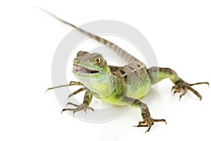 Green Basilisks