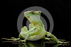 Green basilisks