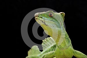 Green basilisks