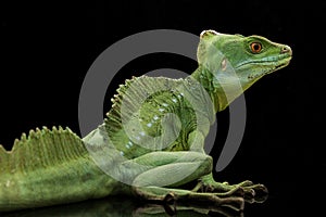 Green basilisks
