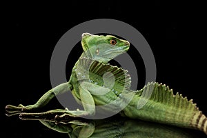 Green basilisks