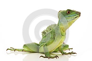 Green basilisks