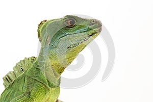 Green basilisks