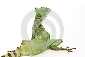 Green basilisks