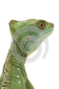 Green basilisks