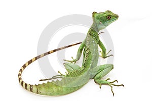 Green basilisks