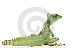Green basilisks