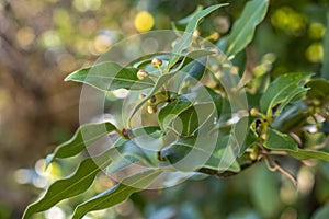 Green bay leaf growing in nature, spice ingridient background