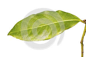 Green Bay leaf on a white background isolate, spices ingredients the background, the young leaves of the Laurel tree