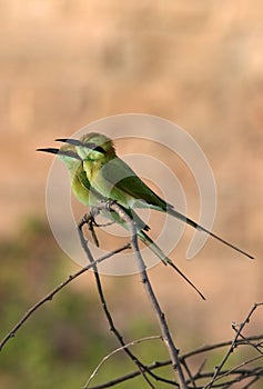 Green bea-eater
