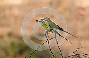 Green bea-eater