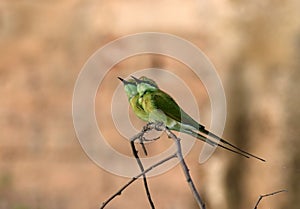 Green bea-eater photo