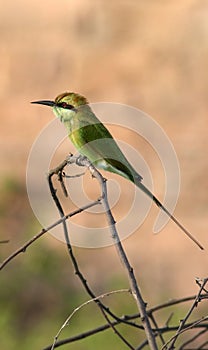 Green bea-eater photo