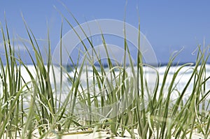 Green beach grass