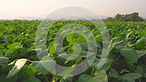 Green bean field in the agricultural garden in the evening