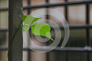 Green bean leaf in verandah with plantation, green earth thene