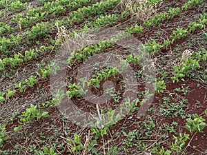 Green bean plant leaves in the cultivate field