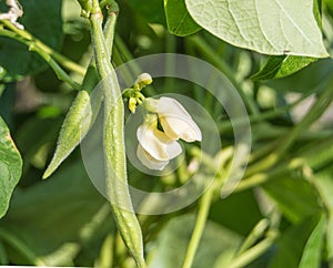 Green bean plant with pods and white flowers, in the garden on a Sunny day