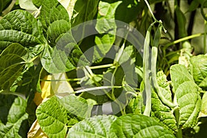 Green bean pods. Bean plant