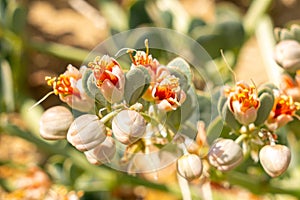 The green bean-shaped desert plant stands resiliently against the harsh environment, its elongated, photo