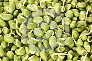 Green bean sprouts