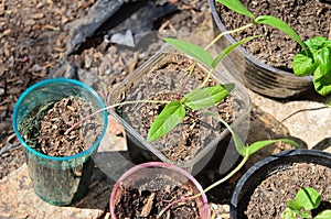 Green bean sprouts growing in pots
